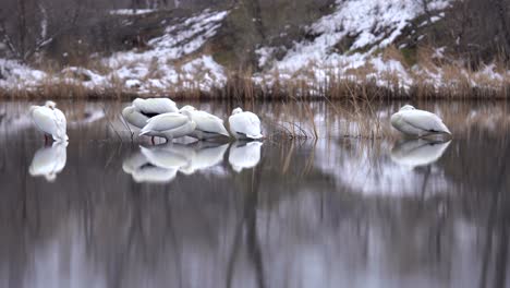 A-flock-of-White-American-Pelicans