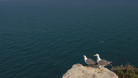 seagulls on the rock overlooking quiet ocean