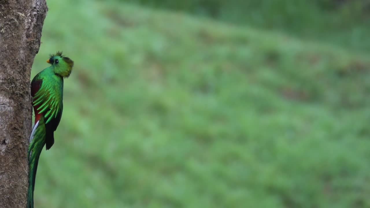 un quetzal macho en su nido en la selva tropical de costa rica