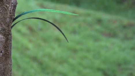 un quetzal macho en su nido en la selva tropical de costa rica