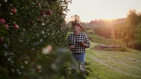 Handheld-Ansicht-Des-Landwirts,-Der-Technologie-Im-Apfelgarten-Einsetzt