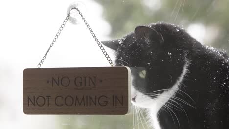 portrait of black and white cat under snowfall and funny hanging sign on window