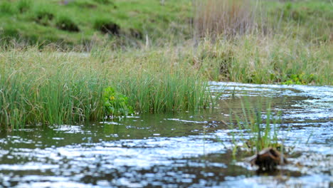 static shot of a clean and drinkable mountain stream with aquatic plants