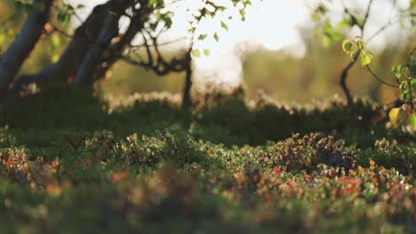 Moths-and-insects-flock-above-the-soft-carpet-of-colorful-undergrowth-in-the-autumn-forest