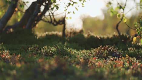 moths and insects flock above the soft carpet of colorful undergrowth in the autumn forest