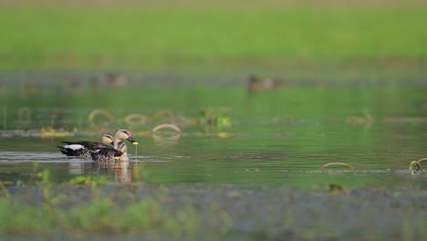 in and out of the frame shot of beautiful ducks