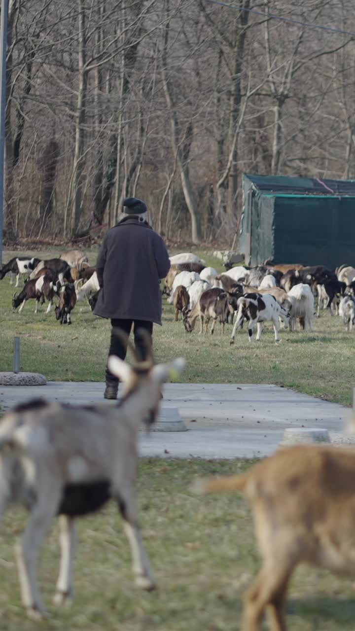 들판 에서 풀 을 는 염소 들