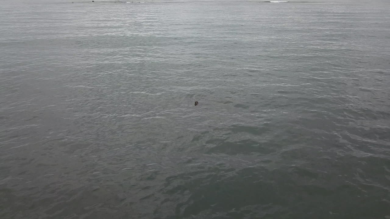 머리가 물 밖으로 나온 두 아이슬란드 바다표범의 드론 샷