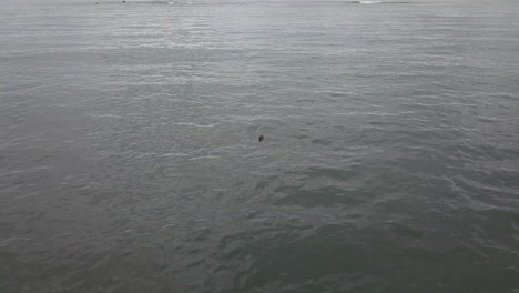 Drone-shot-of-two-Icelandic-seals-with-heads-out-of-the-water