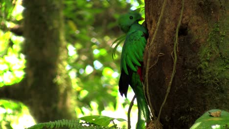 un loro quetzal en su nido en la selva tropical de costa rica 3