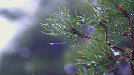 Lluvia-Cayendo-Sobre-Agujas-De-Pino-Verde-En-Un-Primer-Plano-De-La-Naturaleza