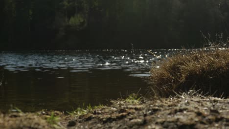 light hits and reflects off of the surface of a fresh water loch in scotland as ripples float across the surface and a tussock of brown grass sits in focus in the foreground on the water's edge