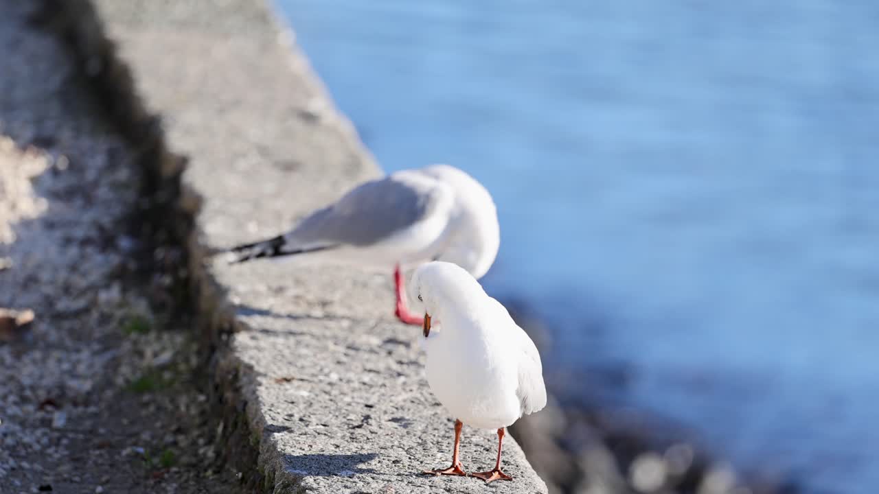 Two seagulls stand on a sunlit wall by the sea, engaging in social behavior with gentle movements