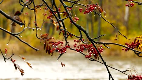 raindrops on red rowan berries