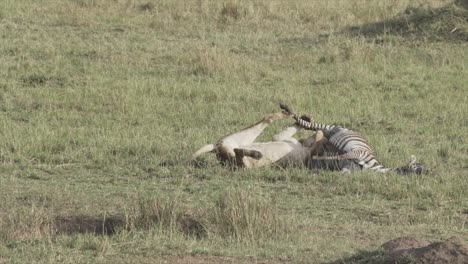 lioness with zebra kill in masai mara, kenya, africa