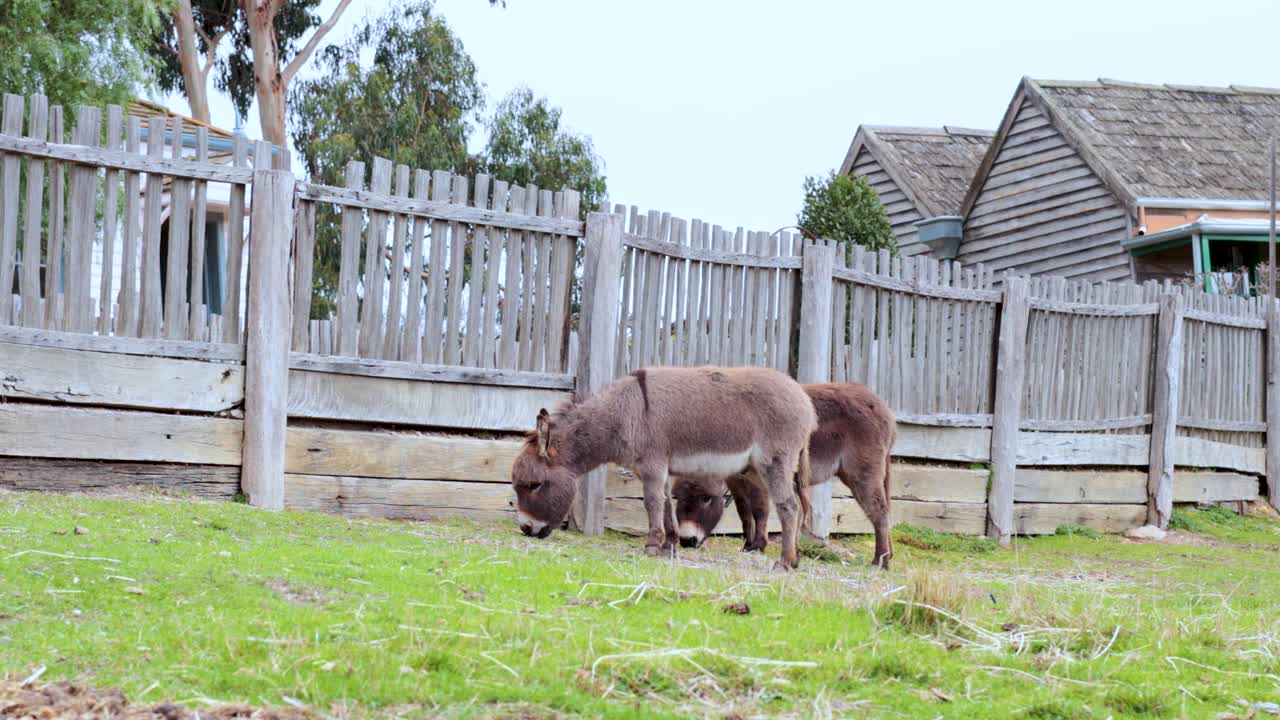 두 마리의 당나귀가 평화롭게 목초지에서 먹이를 먹고 있다