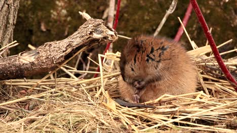 a small muskrat cleans its fur