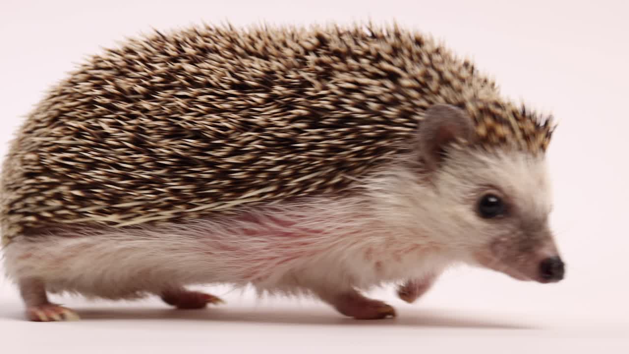 igel weißer hintergrund nahaufnahme süßes fotoshooting