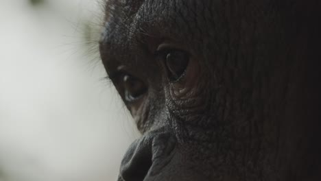 Eyes-and-face-of-old-orangutan-in-borneo,-very-detailed