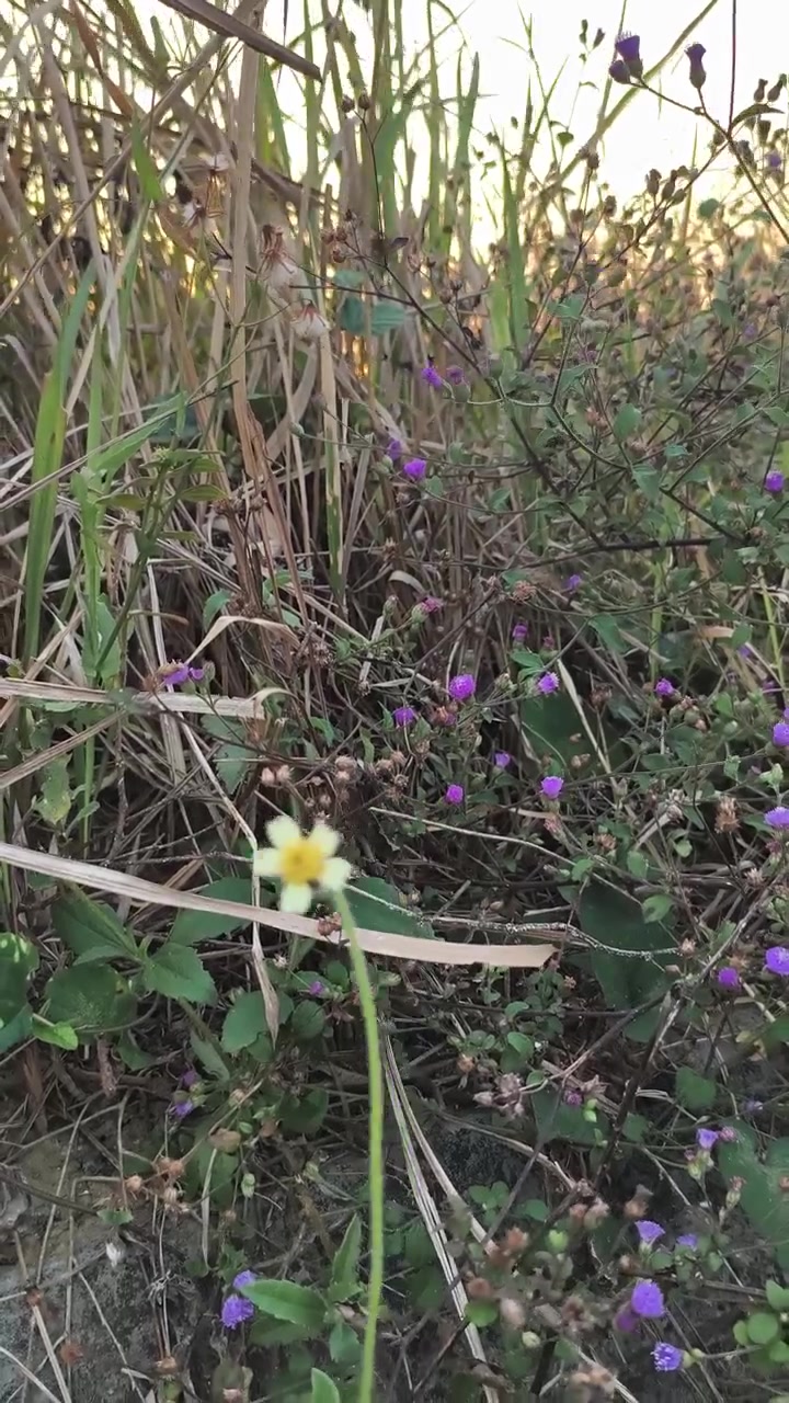 Piccolo fiore selvatico giallo che cresce in un campo erboso al tramonto