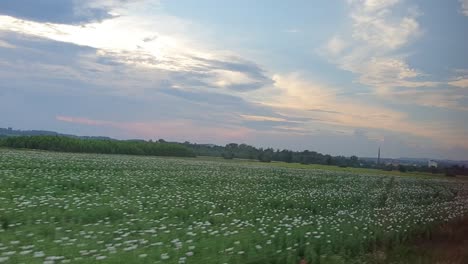 Trees,-green-meadows-and-white-flowers-are-passing-by-while-driving-and-traveling