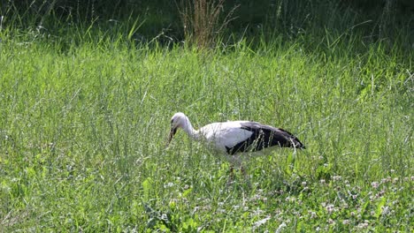 wild white stork in action hunting prey in grass field, sneaking up and attacking in slow motion