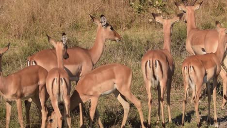 Herde-Von-Impalas,-Die-Vor-Der-Gefahr-Davonlaufen