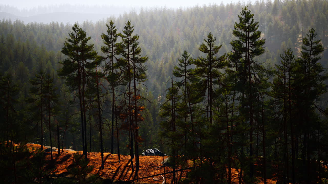 hermoso bosque perenne remoto en la montaña