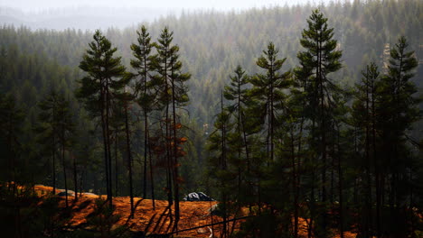 beautiful remote evergreen forest in mountain