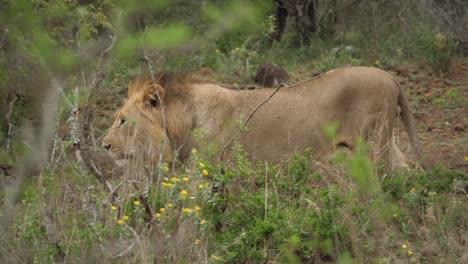 profile-of-large-lion-walking-calmly-through-trees