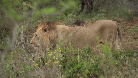 profile of large lion walking calmly through trees