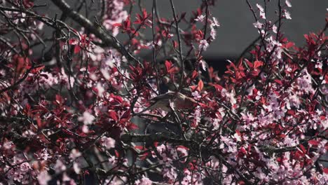 close up footage of a male house finch eating cherry blossom petals during spring