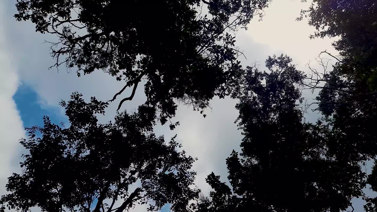 silueta de árbol con fondo de cielo en un día ventoso