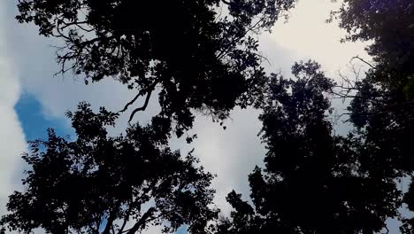 Tree-Silhouette-with-Sky-Background-on-Windy-Day