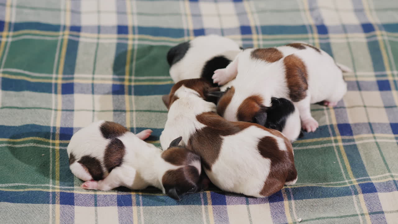 신생아 강아지 07