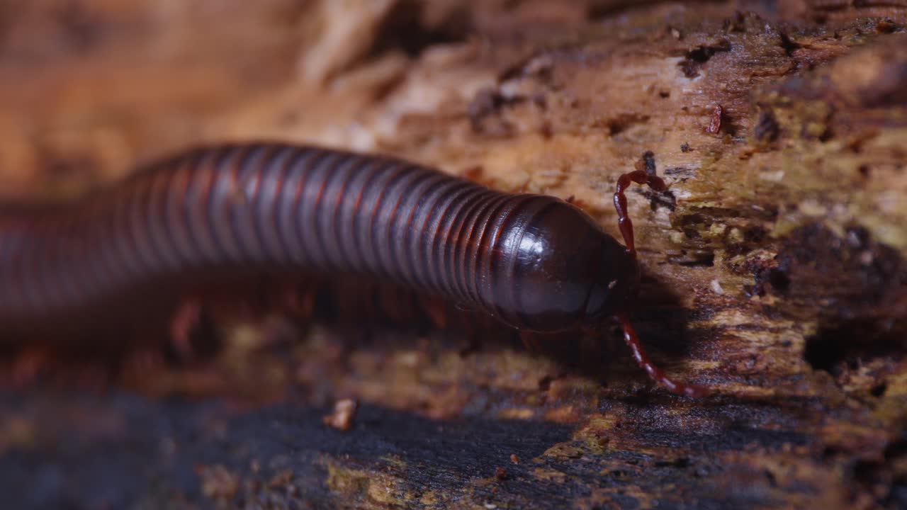 Um milípede caminha lentamente sobre um pedaço de madeira podre na floresta tropical