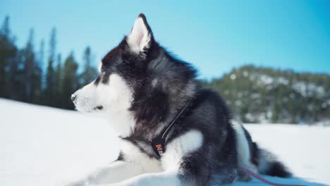 closeup shot of an alaskan malamute dog breed in winter nature background