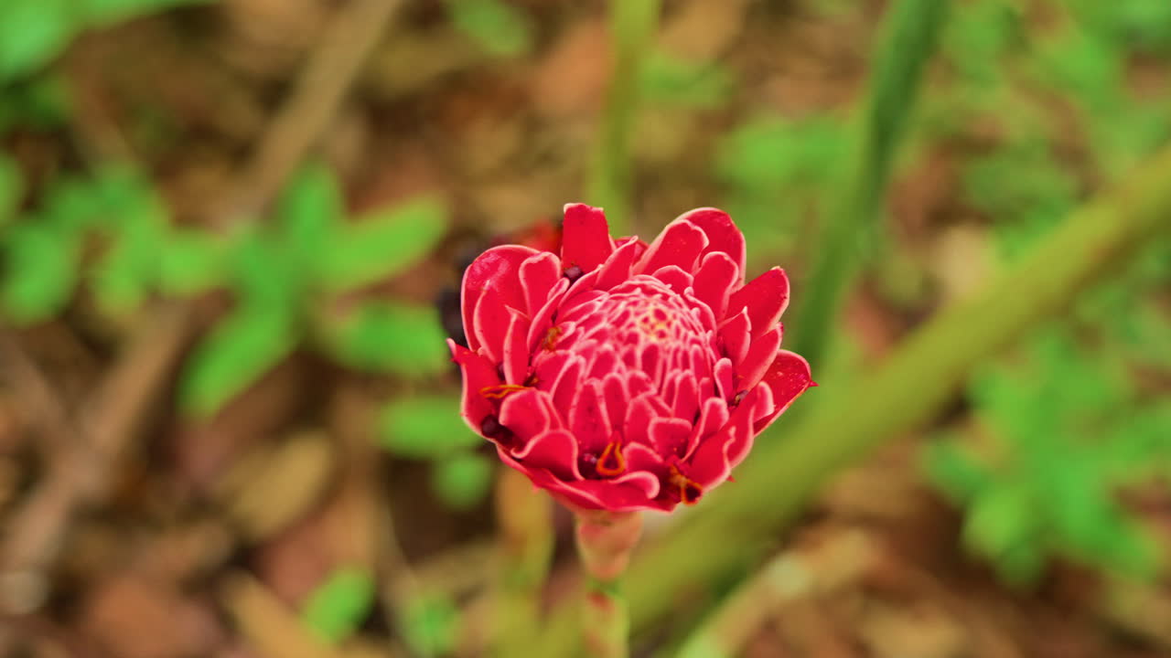Slow motion shot of a vibrant red Torch Ginger plant blooming in the countryside