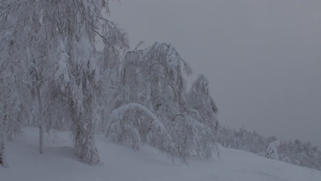 Snowy Forest Landscape