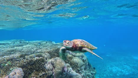 Primer-Plano-De-Una-Tortuga-Marina-Verde-Nadando-Bajo-El-Mar-Azul-Cristalino