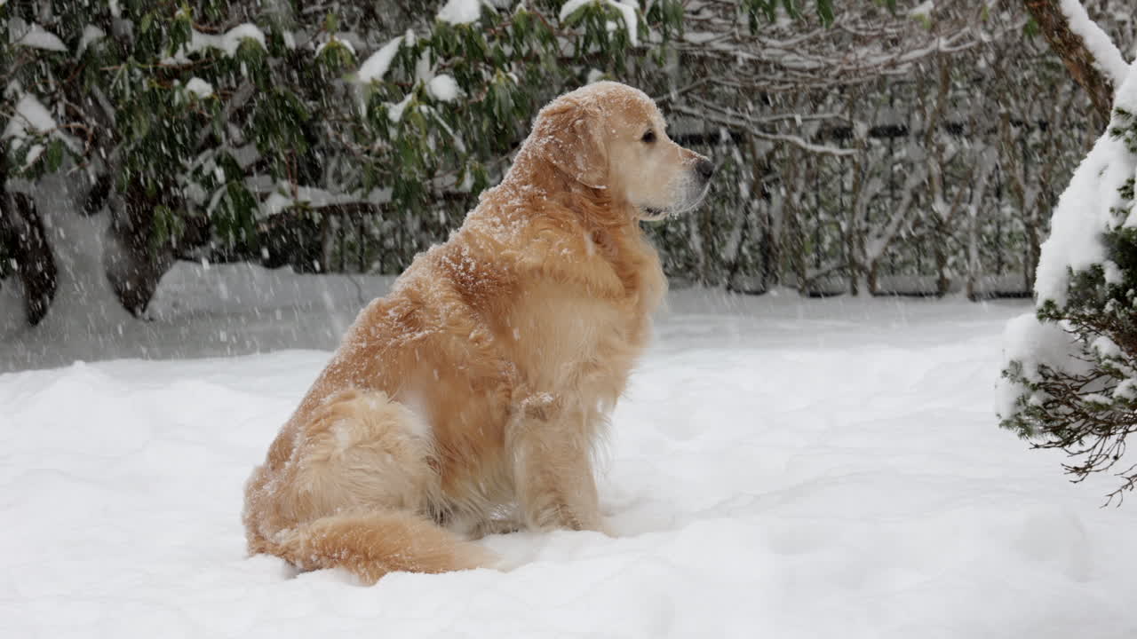 Golden retriever standing in the snow