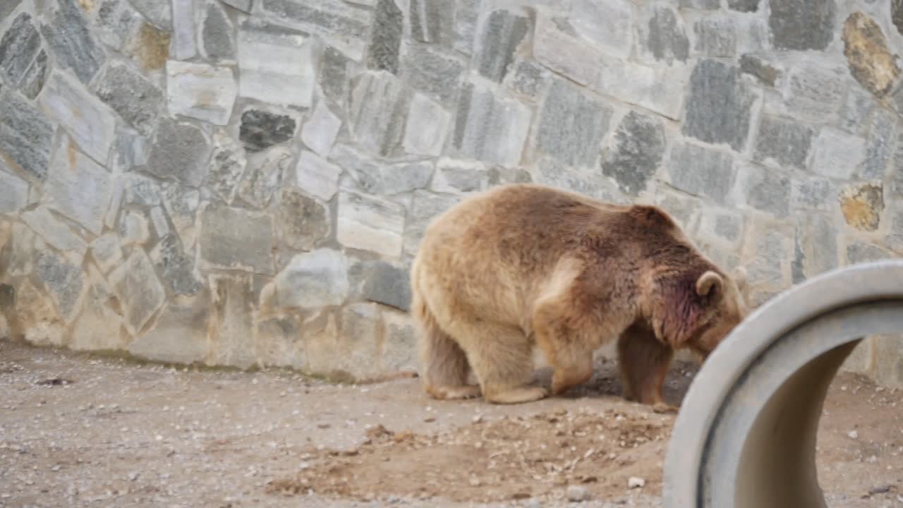 Brown Bear in Zoo Enclosure