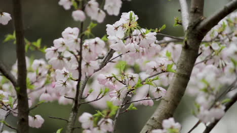 Hermosas-Flores-De-Cerezo-Que-Soplan-En-El-Viento