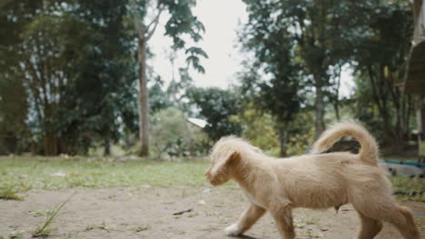 little dog walking around the yard of the house in rural village in ecuador - tracking shot