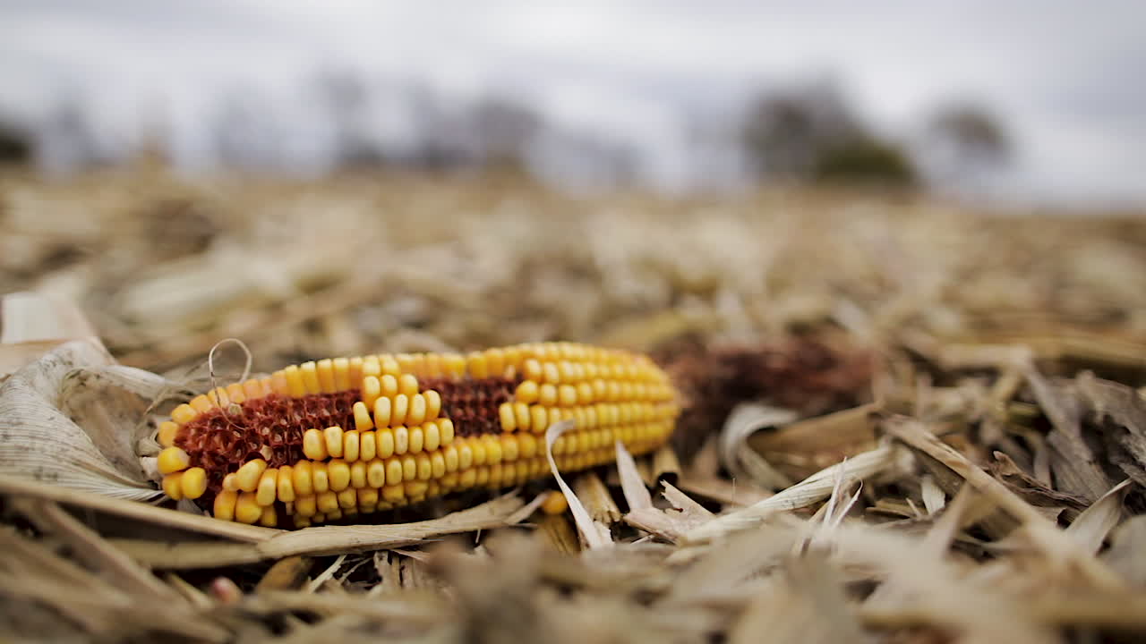 mazorca de maíz comida en el campo