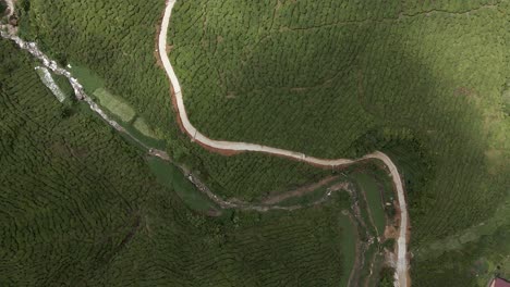 Pattern-of-tea-plantation-bushes-in-straight-down-flyover-in-Malaysia