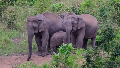 Die-Asiatischen-Elefanten-Sind-Vom-Aussterben-Bedroht-Und-Sie-Sind-Auch-In-Thailand-Beheimatet