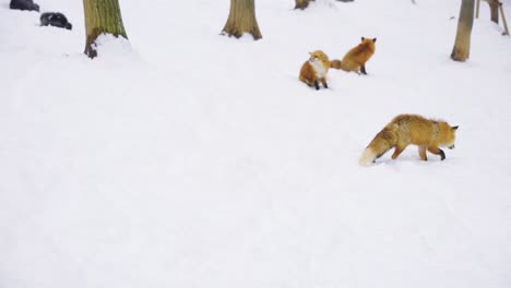 foxes walking through snow covered forest floor in winter