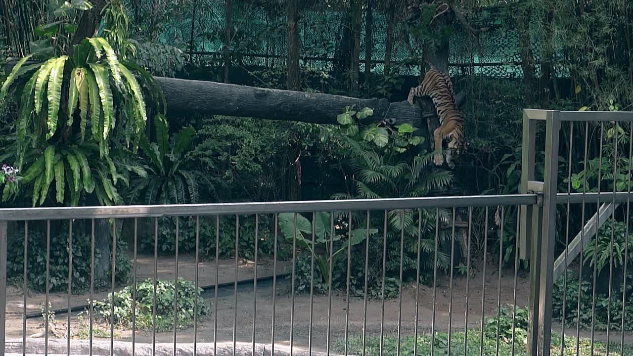 un tigre elegante camina con orgullo en la sombra fresca del zoológico