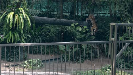 elegant strong tiger walks proudly in cool shadow in zoo